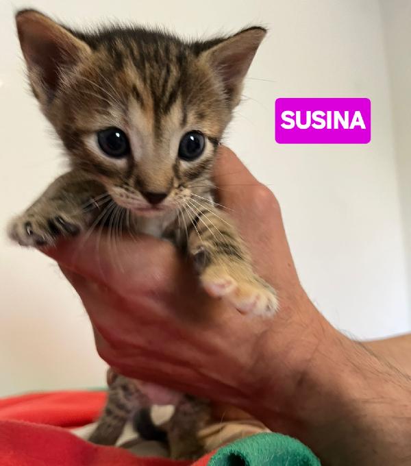 Angioletti in adozione Foto 9